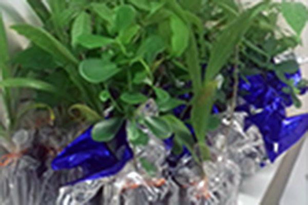 Seminário “Desenvolvimento Sustentável”